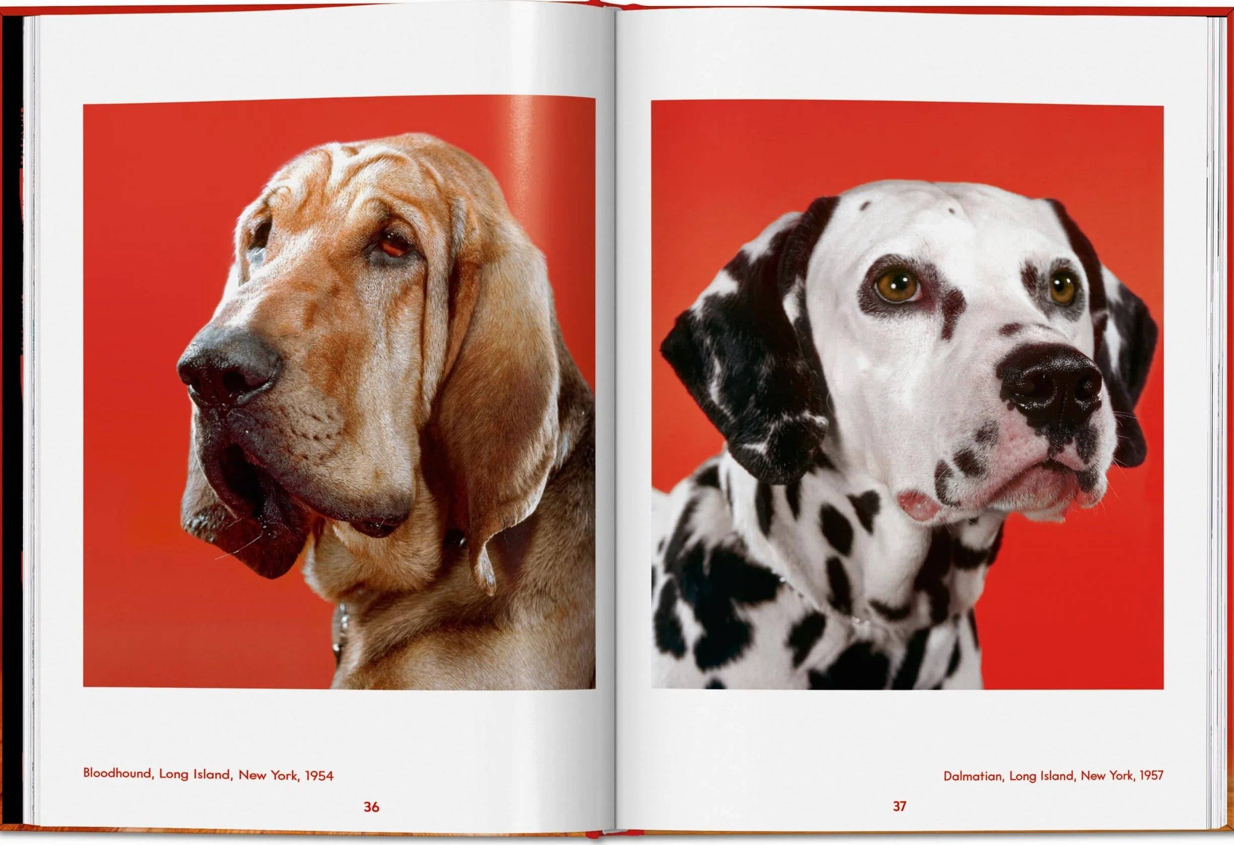 Walter Chandoha. Dogs. Photographs 1941-1991