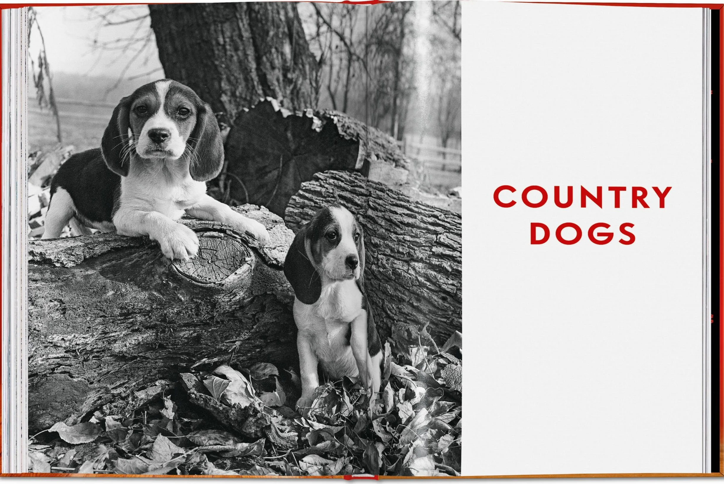 Walter Chandoha. Dogs. Photographs 1941-1991