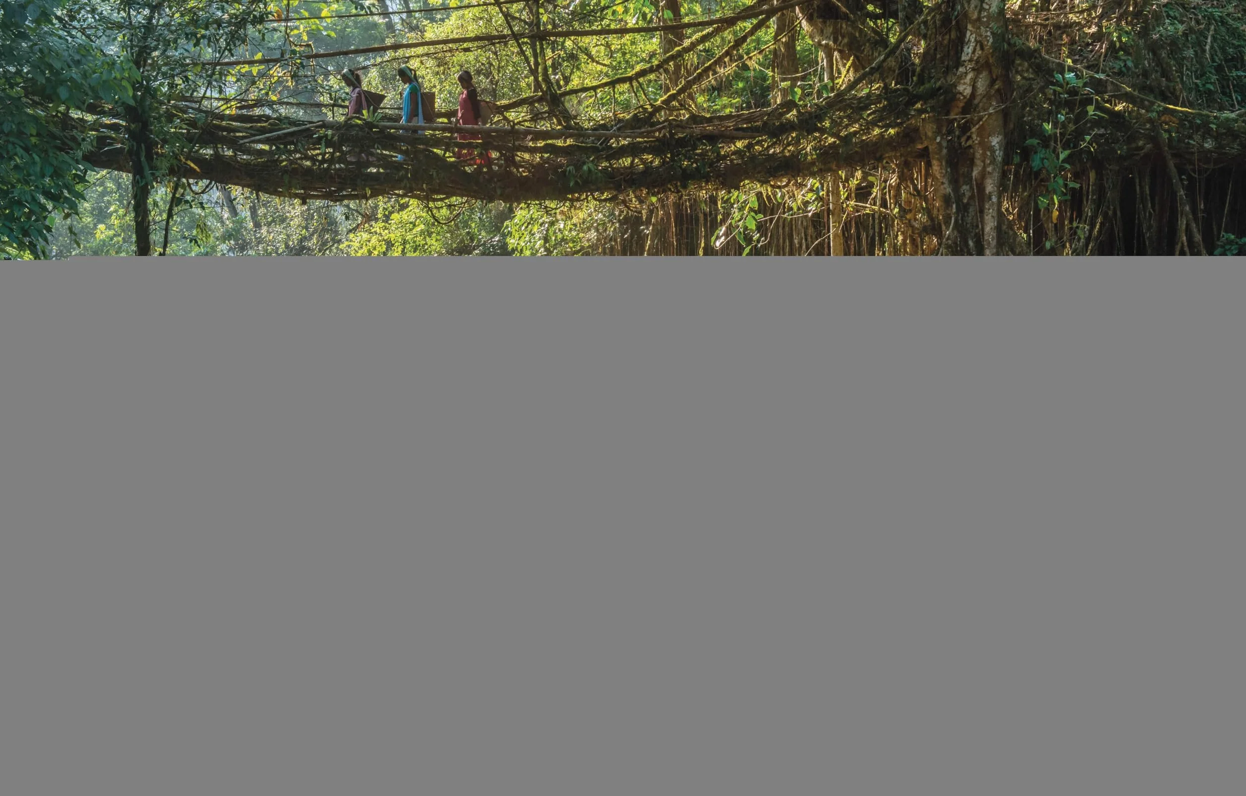 Our World in Pictures: Trees, Leaves, Flowers & Seeds: A visual encyclopedia of the plant kingdom: A Visual Plant Encyclopedia for Kids
