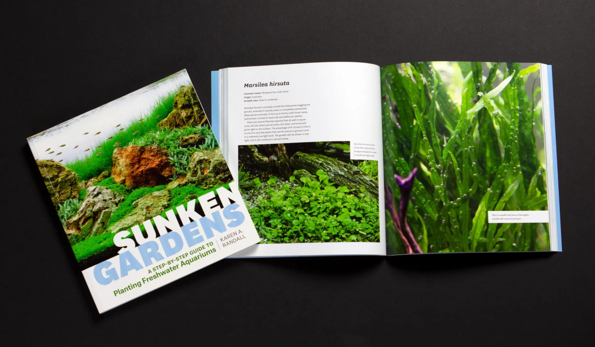 Sunken Gardens: A Step-By-Step Guide to Planting Freshwater Aquariums