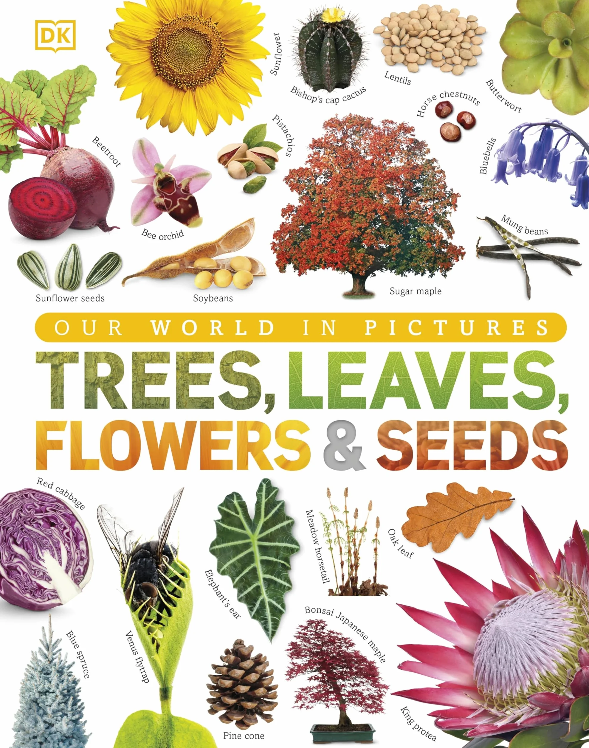 Our World in Pictures: Trees, Leaves, Flowers & Seeds: A visual encyclopedia of the plant kingdom: A Visual Plant Encyclopedia for Kids