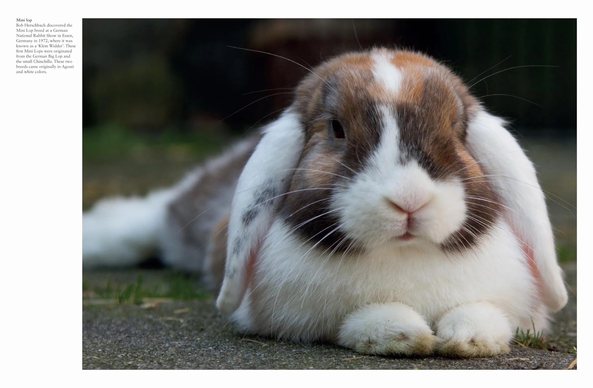 Rabbits: From Hares and Jackrabbits to Adorable Pets