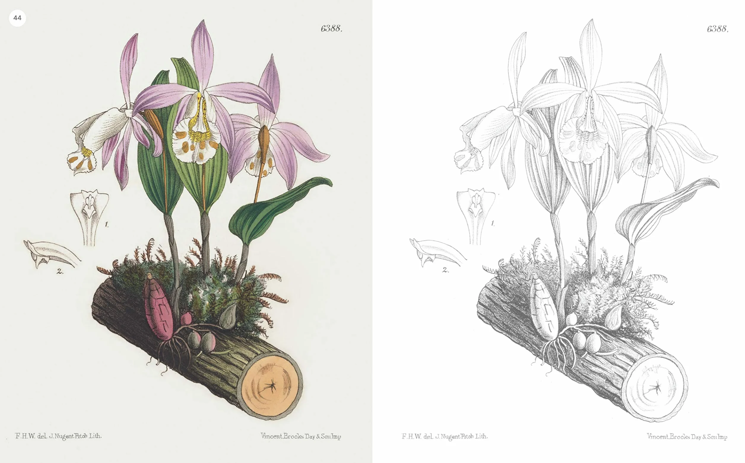 The Kew Gardens Flowering Plants Colouring Book: Over 40 Beautiful Illustrations Plus Colour Guides