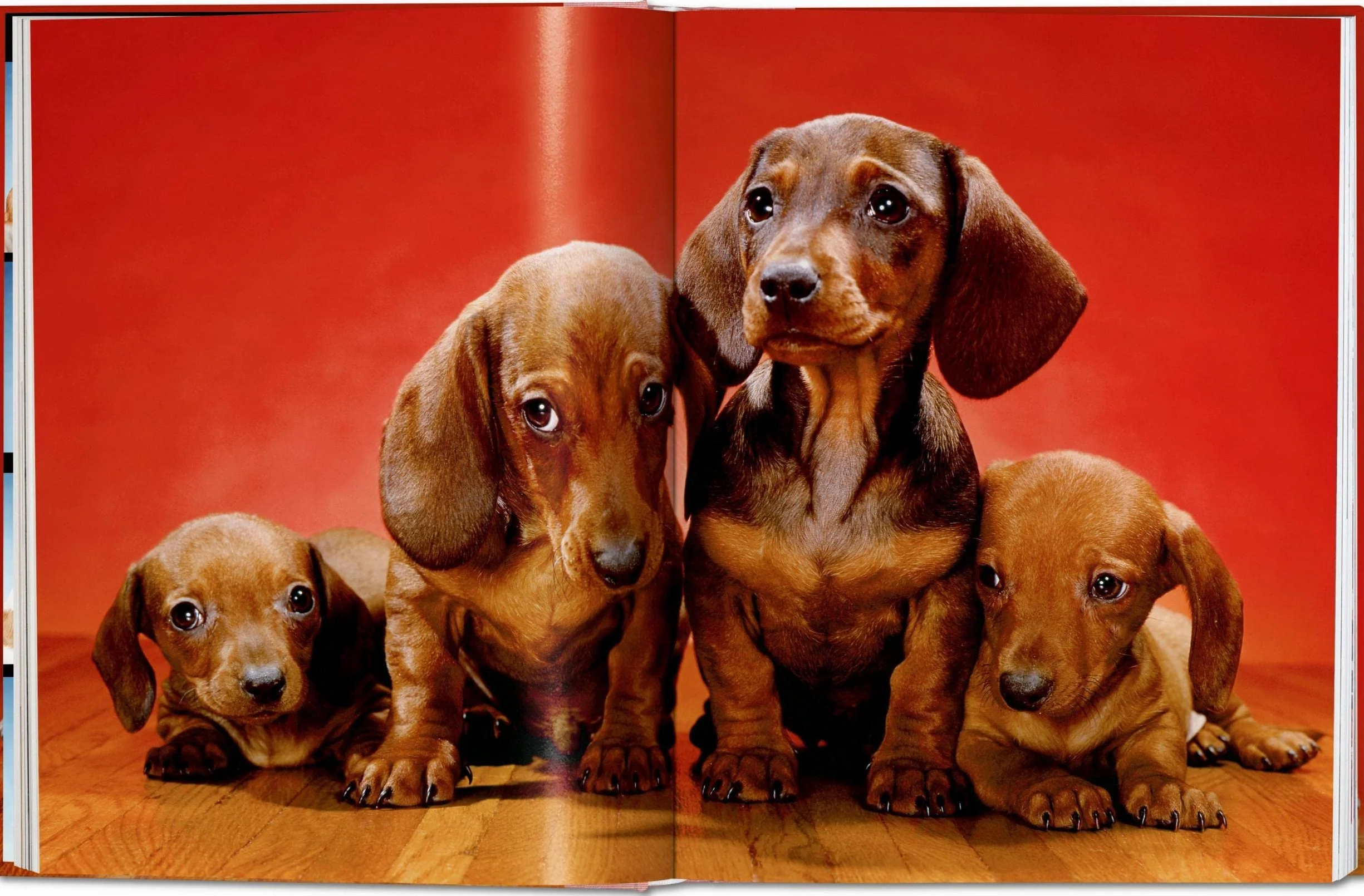 Dogs Photographs 1941–1991