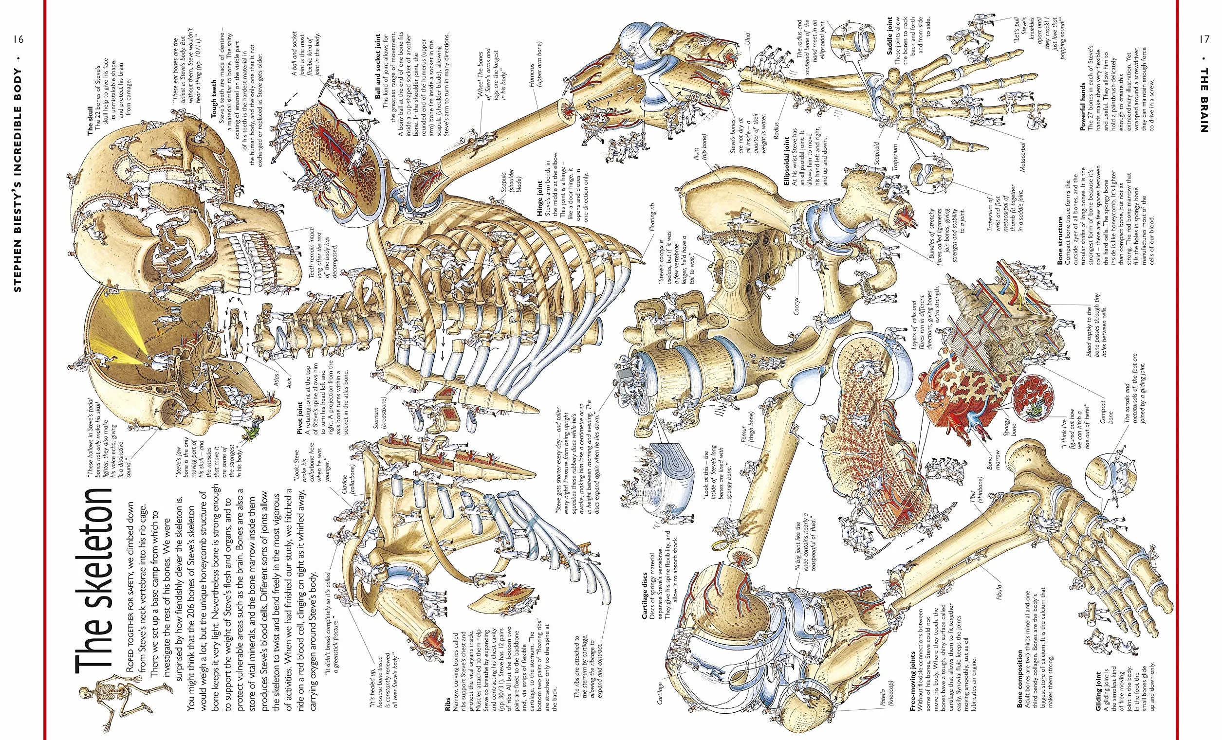Stephen Biesty's Incredible Body Cross-Sections