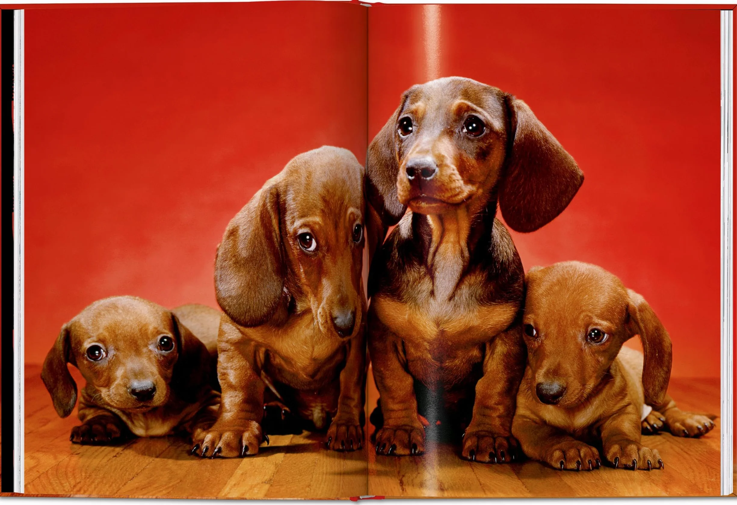 Walter Chandoha. Dogs. Photographs 1941-1991
