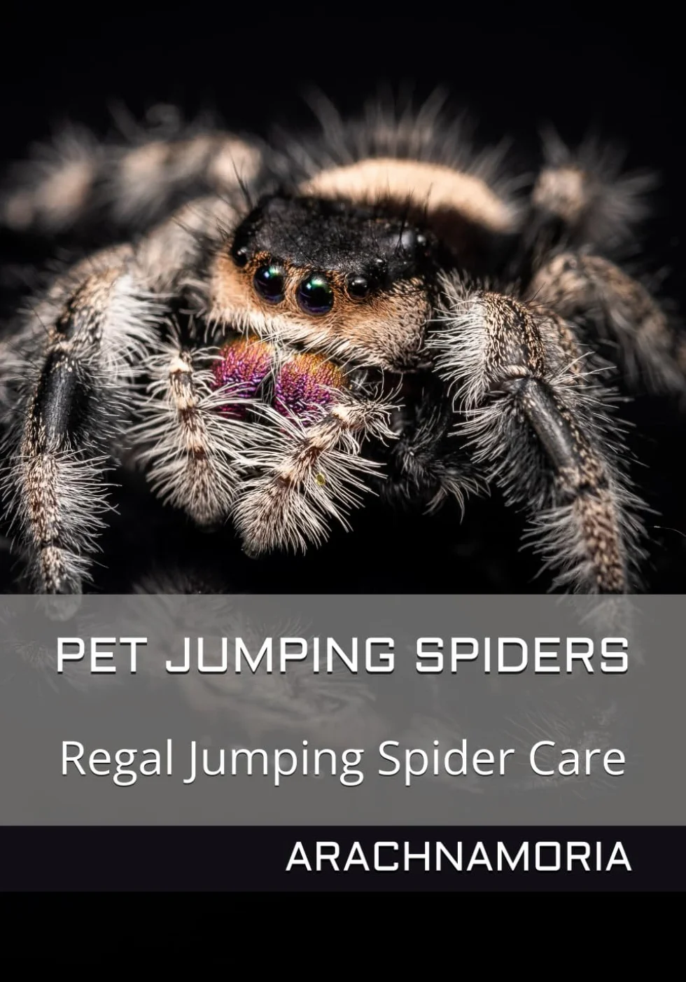Pet Jumping Spiders: Regal Jumping Spider Care