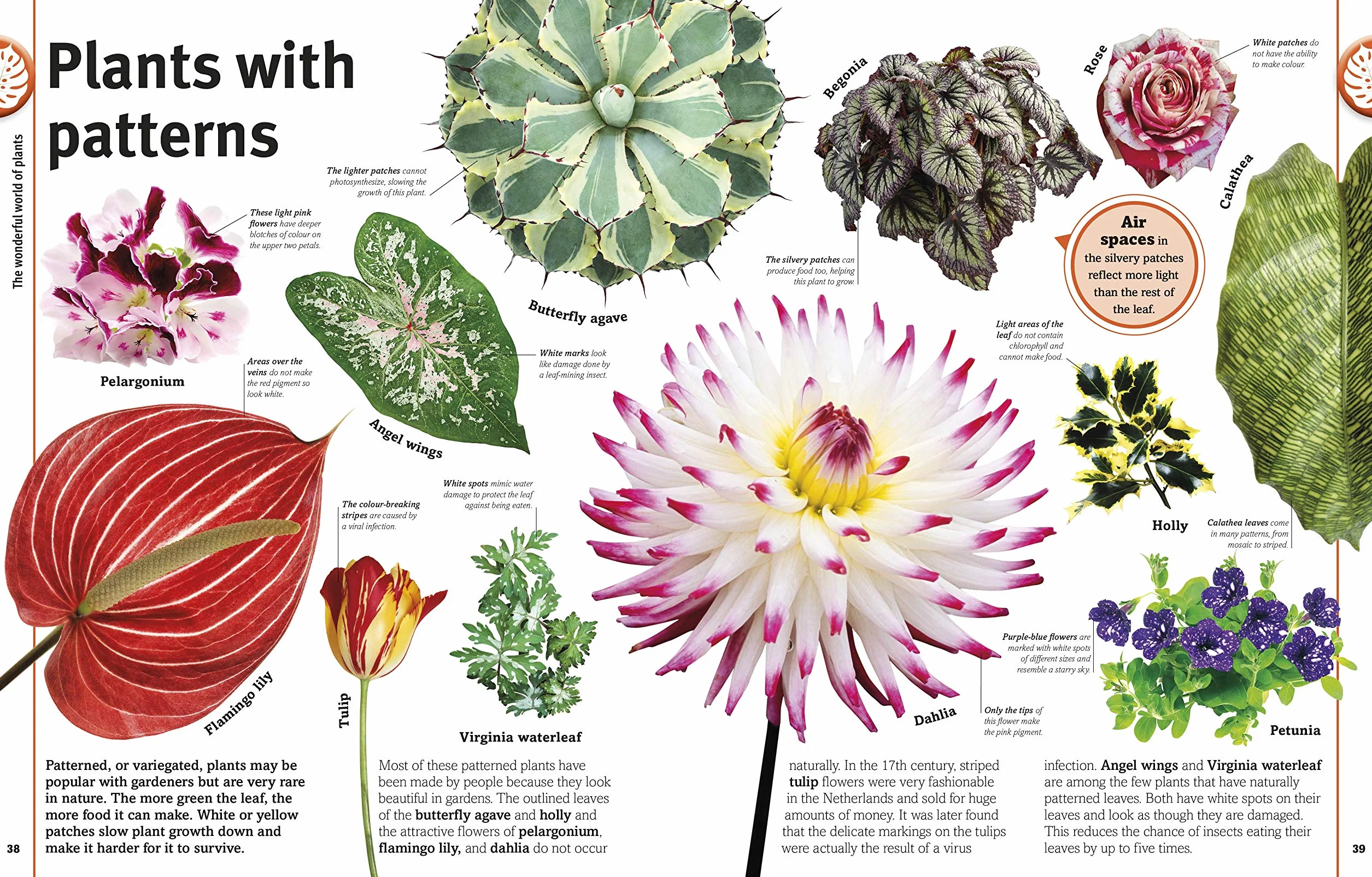 Our World in Pictures: Trees, Leaves, Flowers & Seeds: A visual encyclopedia of the plant kingdom: A Visual Plant Encyclopedia for Kids