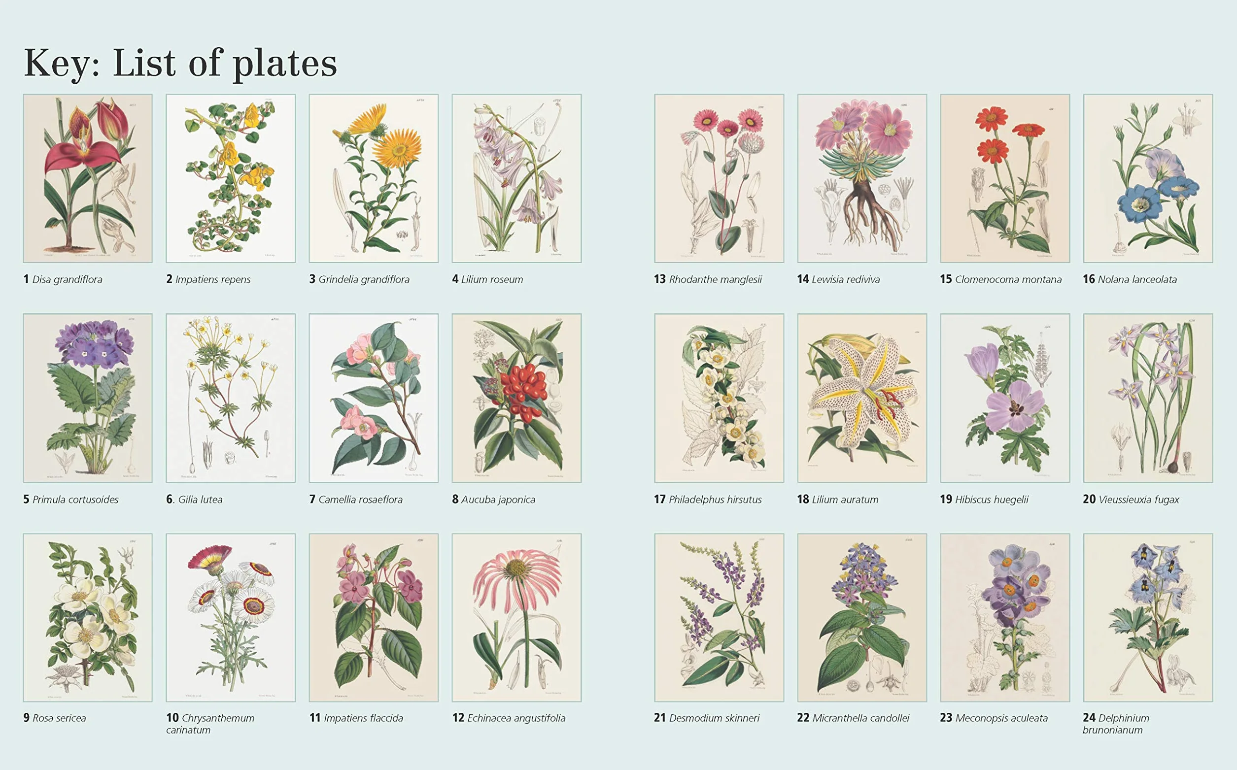 The Kew Gardens Flowering Plants Colouring Book: Over 40 Beautiful Illustrations Plus Colour Guides
