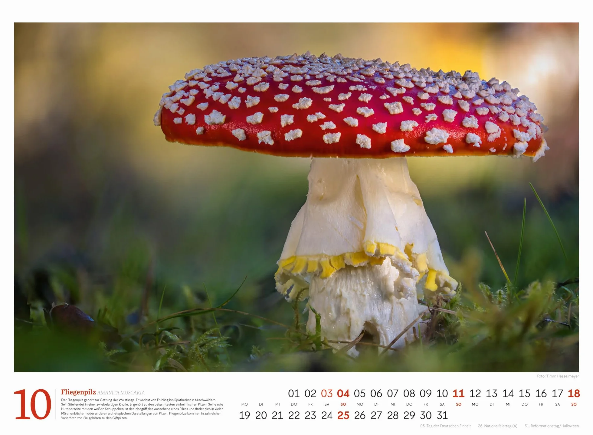 Pilze Kalender 2026 | Vielfalt am Waldboden: Informativer Natur-Kalender im Querformat (45x33 cm) | Mit ausführlichen Bildunterschriften