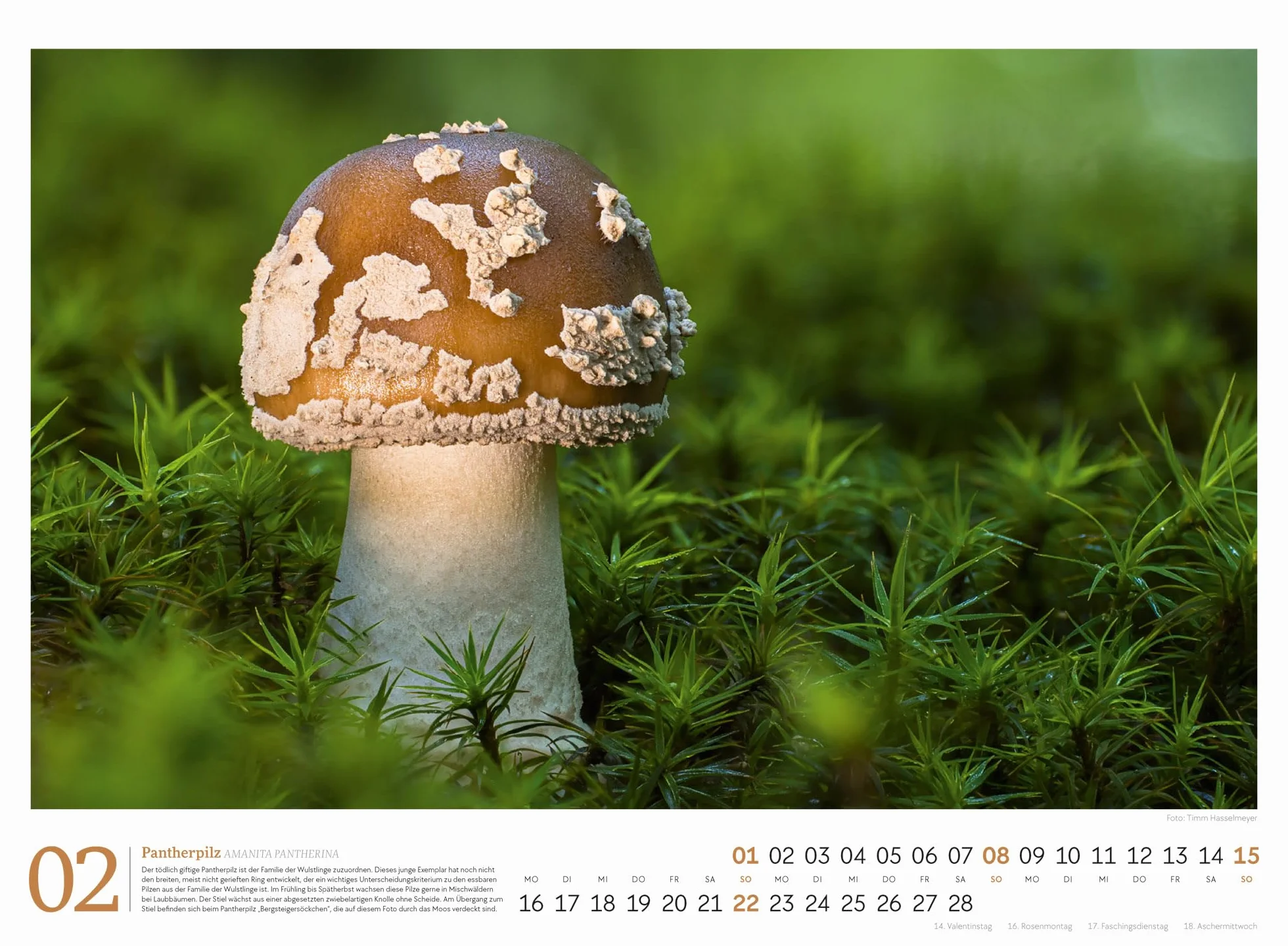 Pilze Kalender 2026 | Vielfalt am Waldboden: Informativer Natur-Kalender im Querformat (45x33 cm) | Mit ausführlichen Bildunterschriften