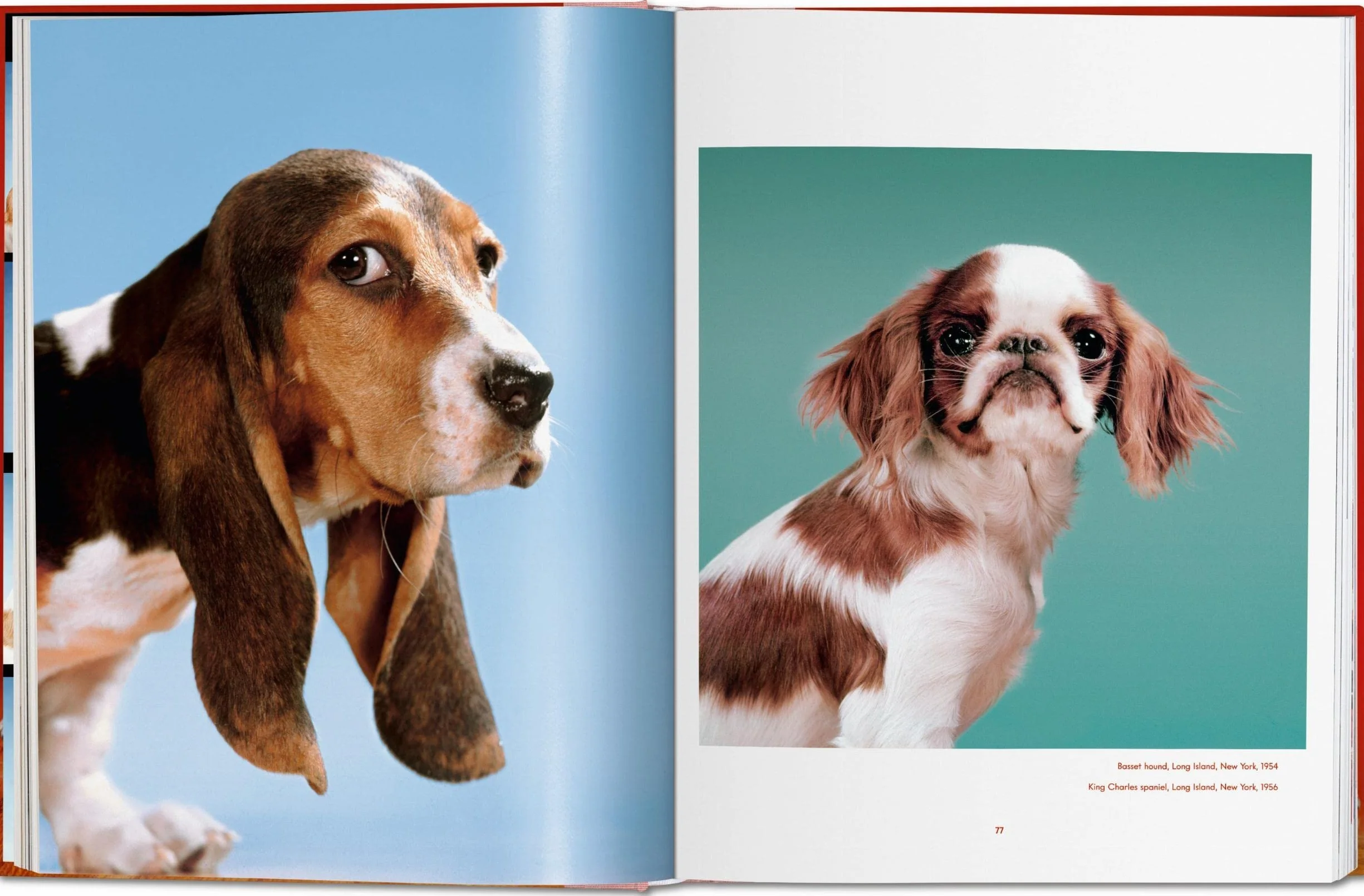 Dogs Photographs 1941–1991