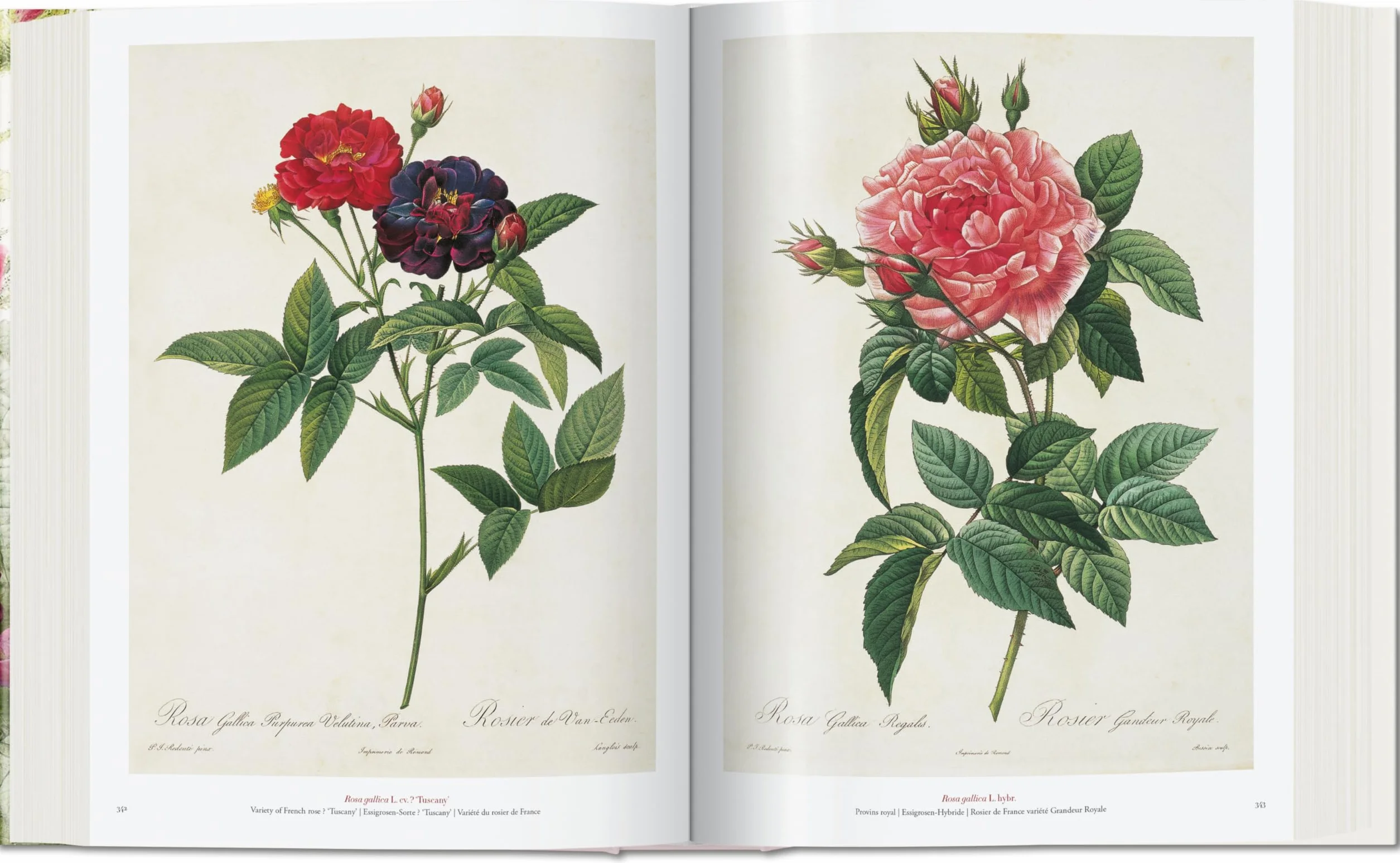 Redouté: The book of flowers