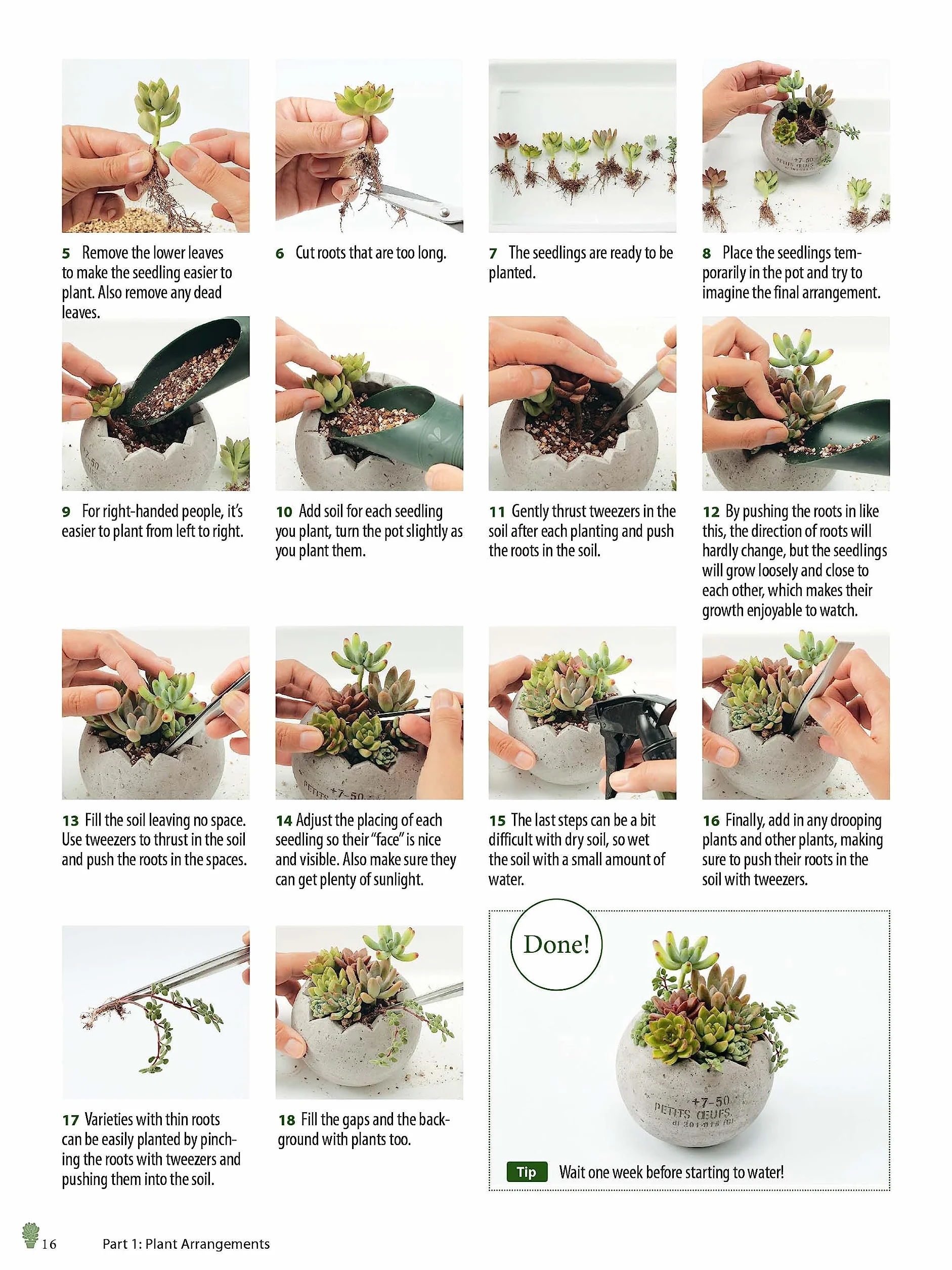 Growing Succulents: A Pictorial Guide (Over 1,500 Photos and 700 Plants)