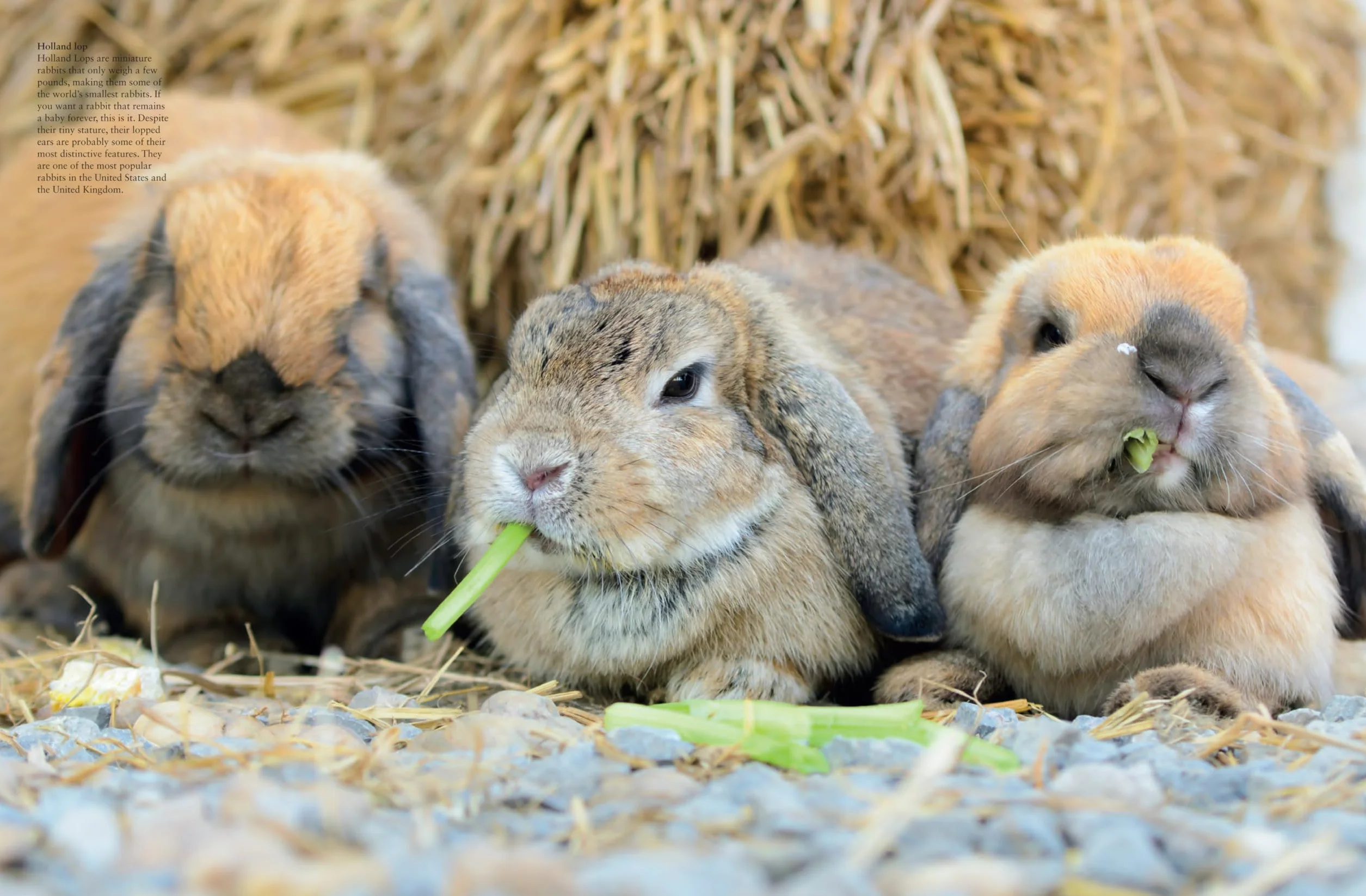 Rabbits: From Hares and Jackrabbits to Adorable Pets