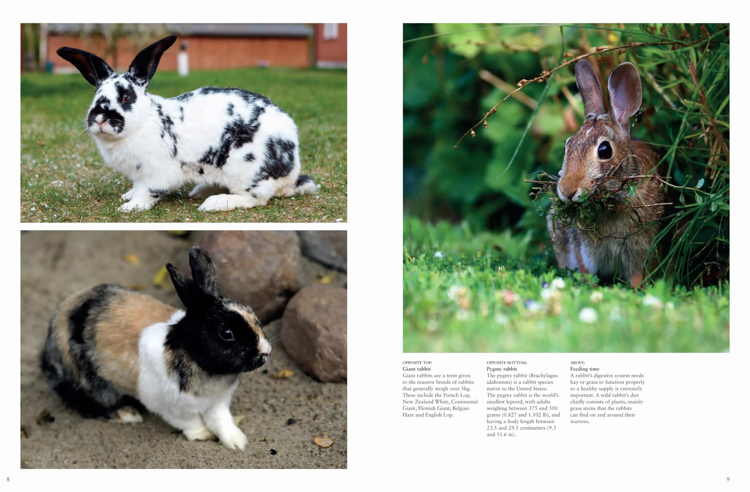 Rabbits: From Hares and Jackrabbits to Adorable Pets