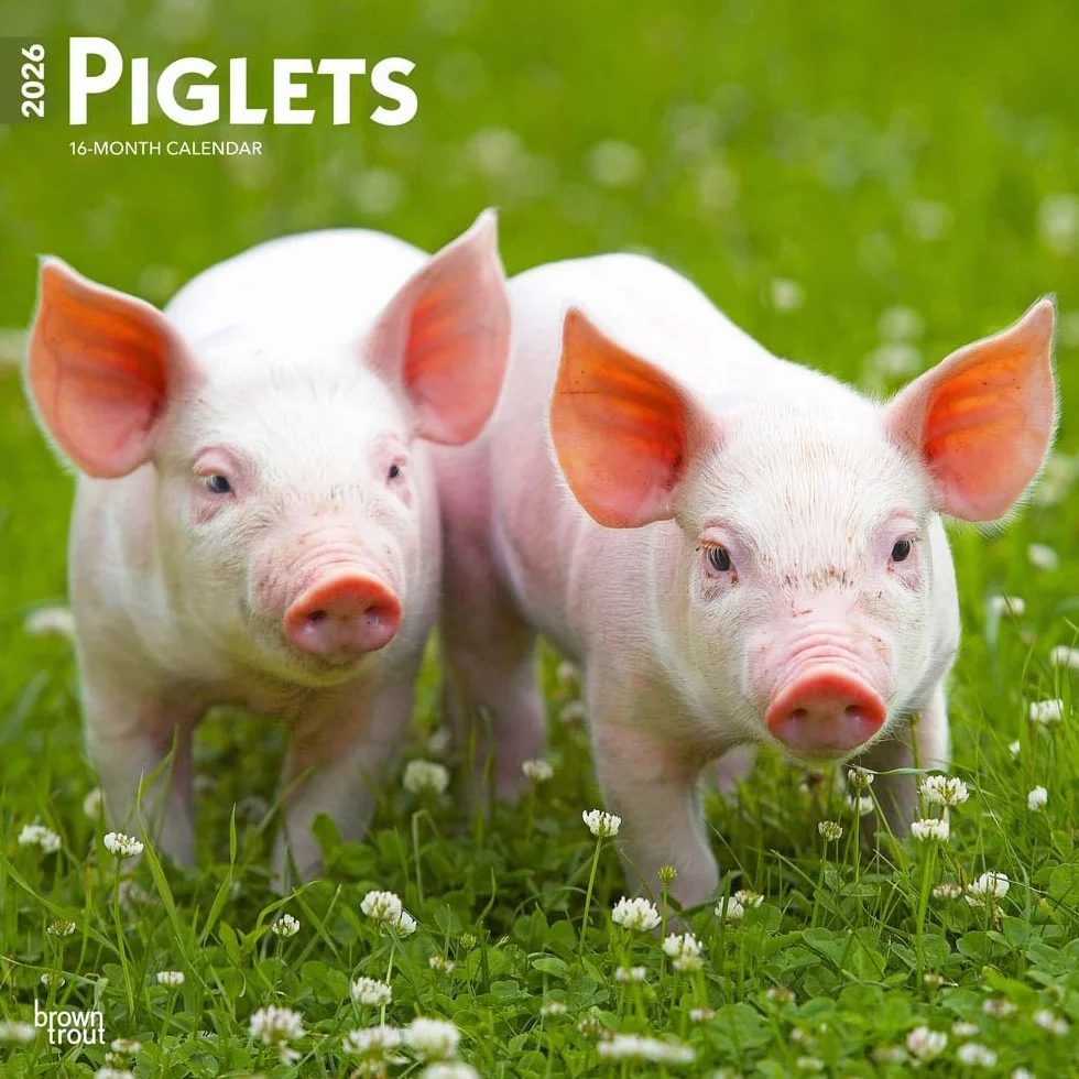 Piglets – Ferkel 2026 – 16-Monatskalender: Original BrownTrout-Kalender [Mehrsprachig] [Kalender]