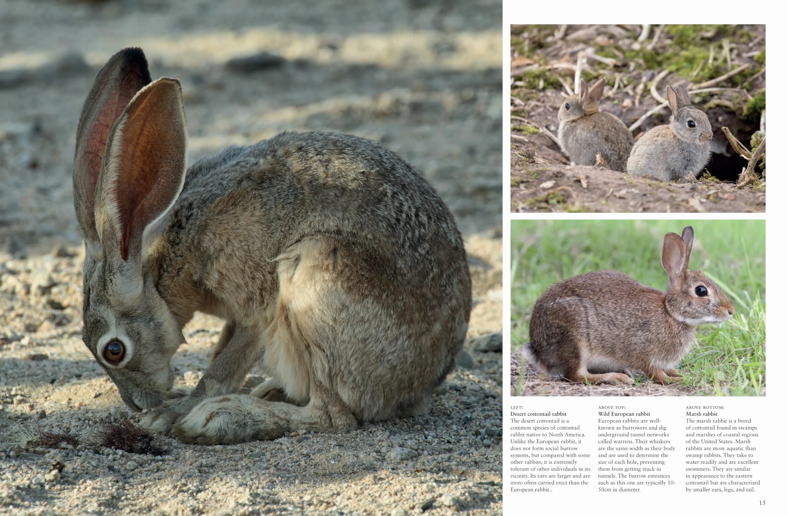 Rabbits: From Hares and Jackrabbits to Adorable Pets