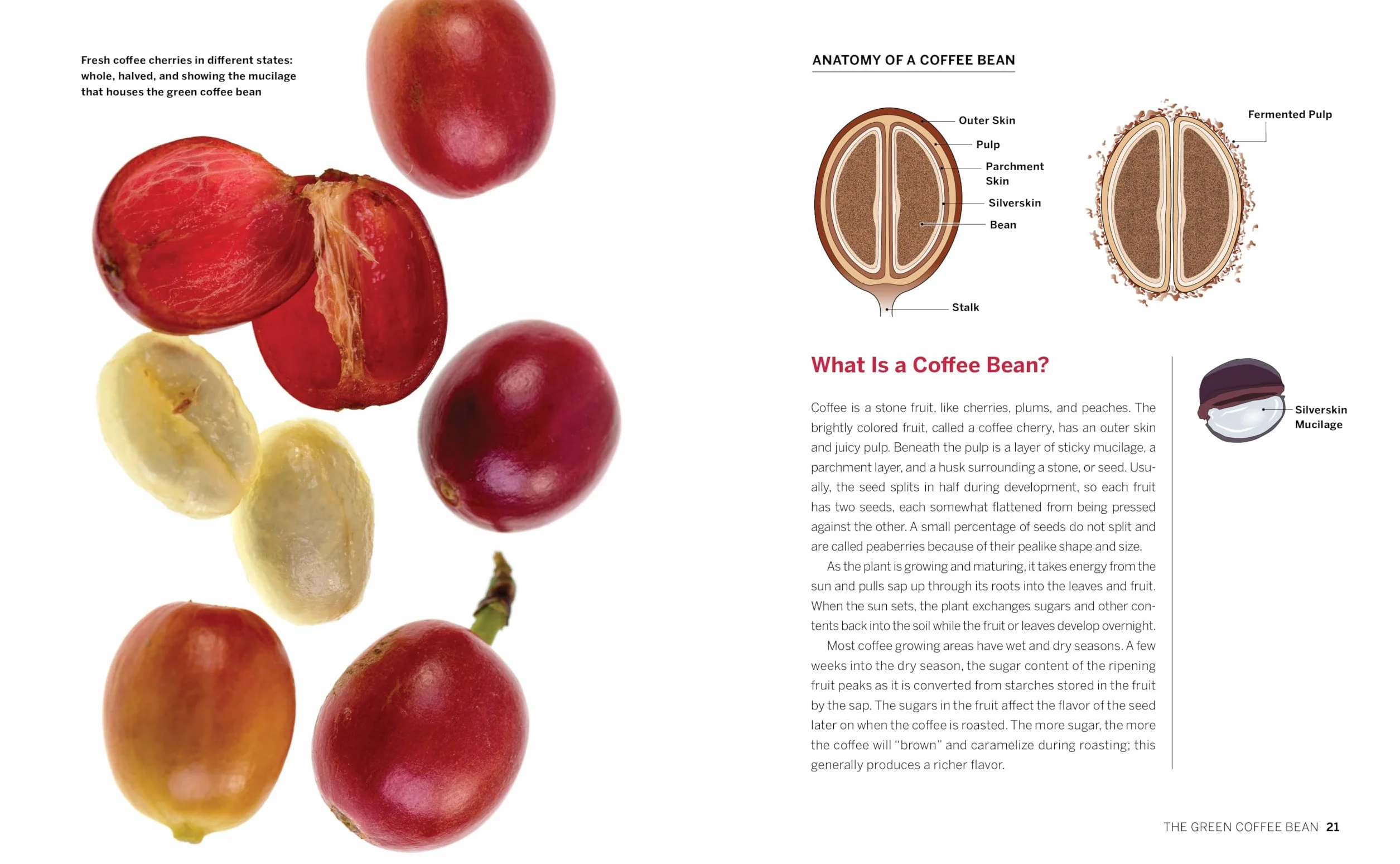 Coffee Roaster's Handbook: A How-To Guide for Home and Professional Roasters