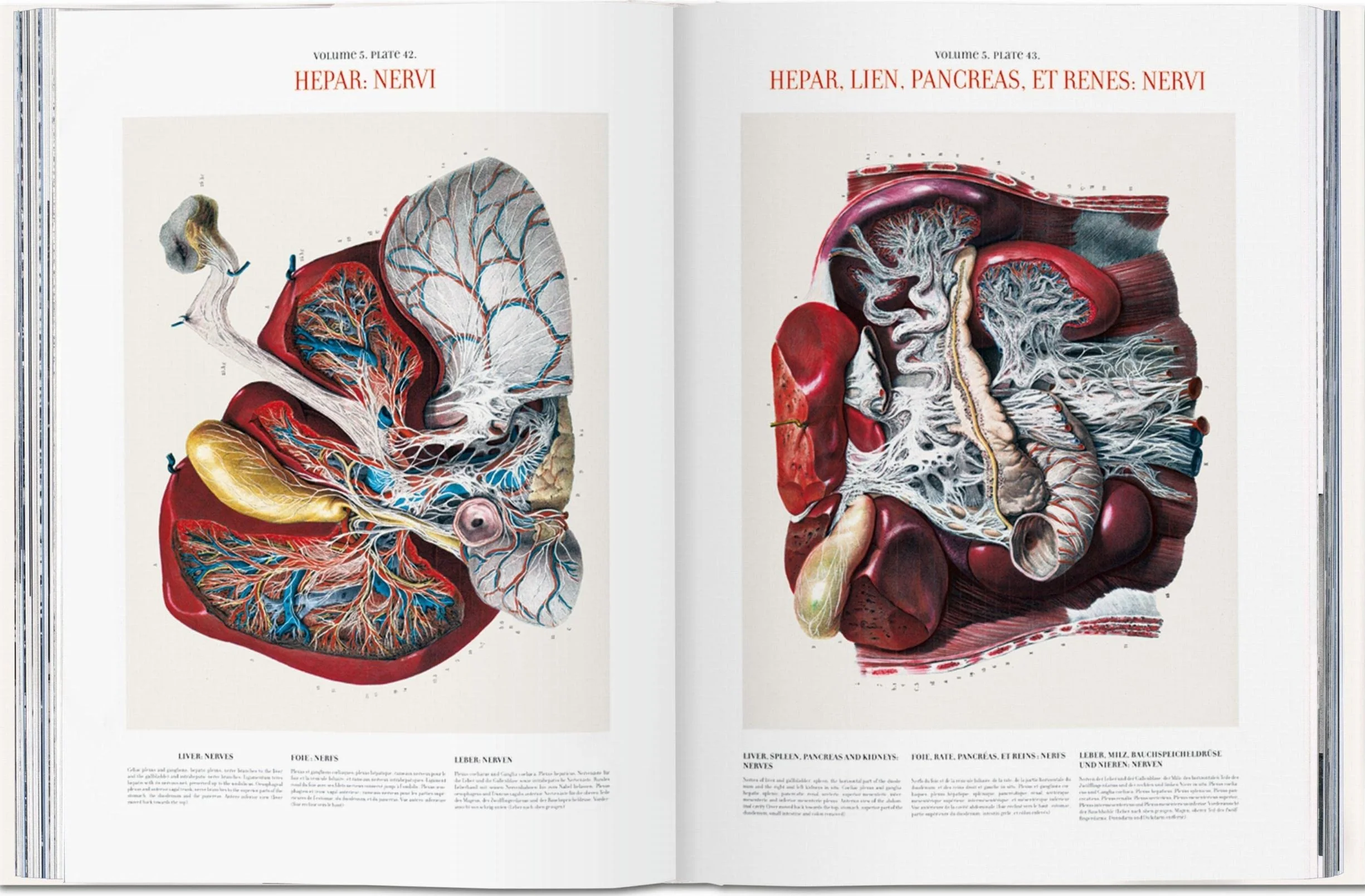 Bourgery. Atlas of Human Anatomy and Surgery