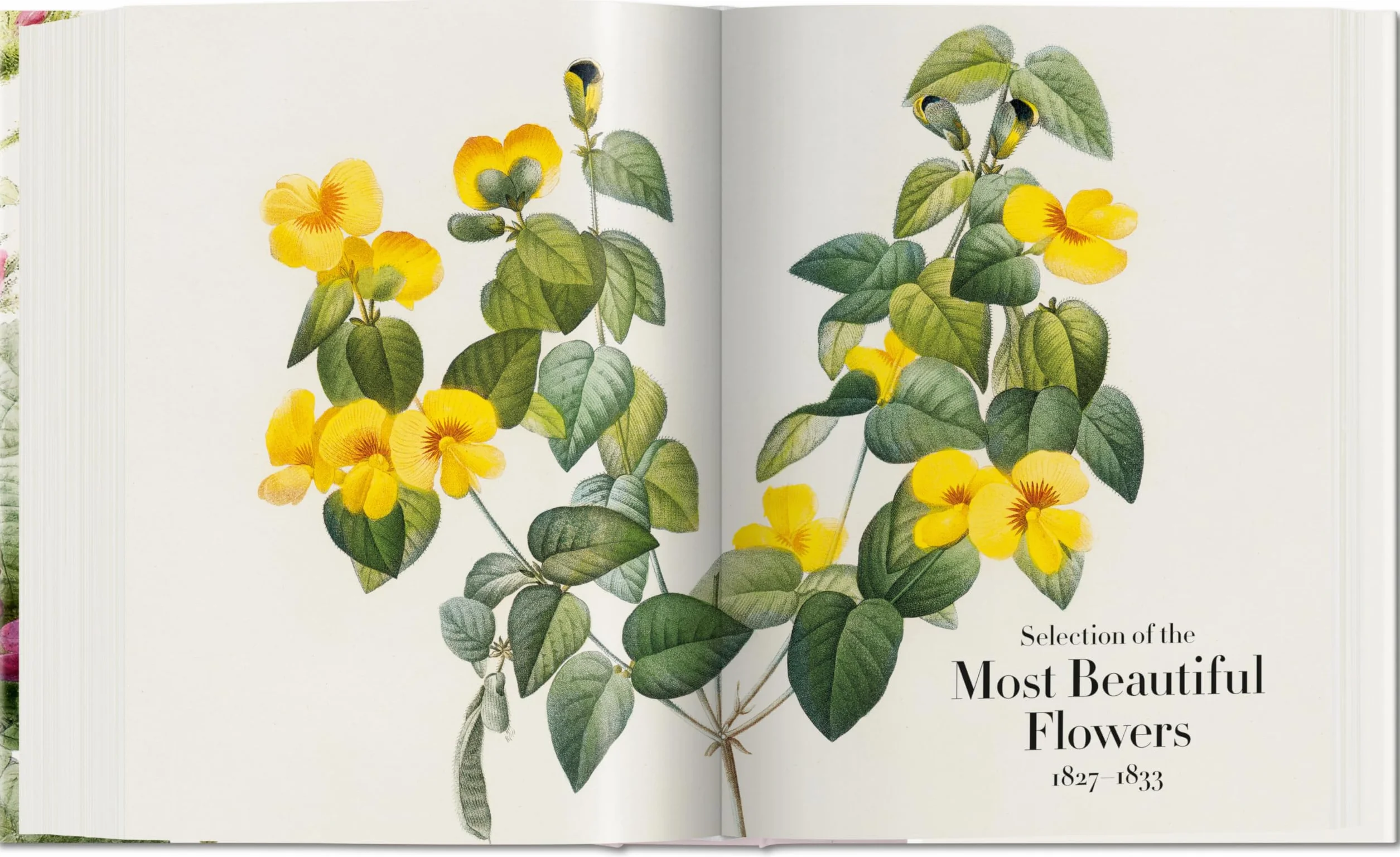 Redouté: The book of flowers