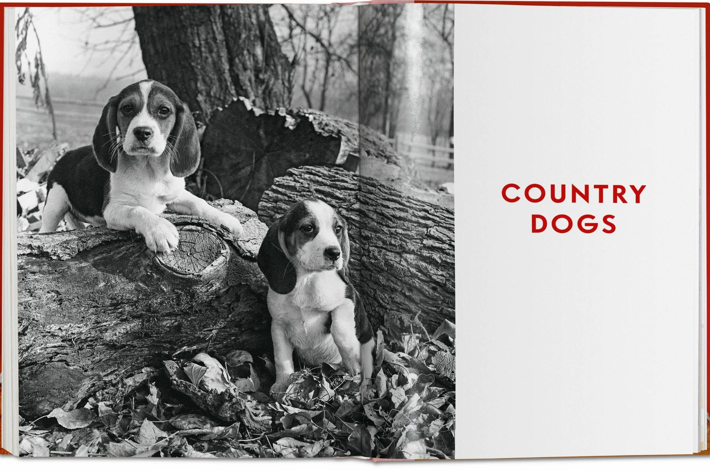 Dogs Photographs 1941–1991