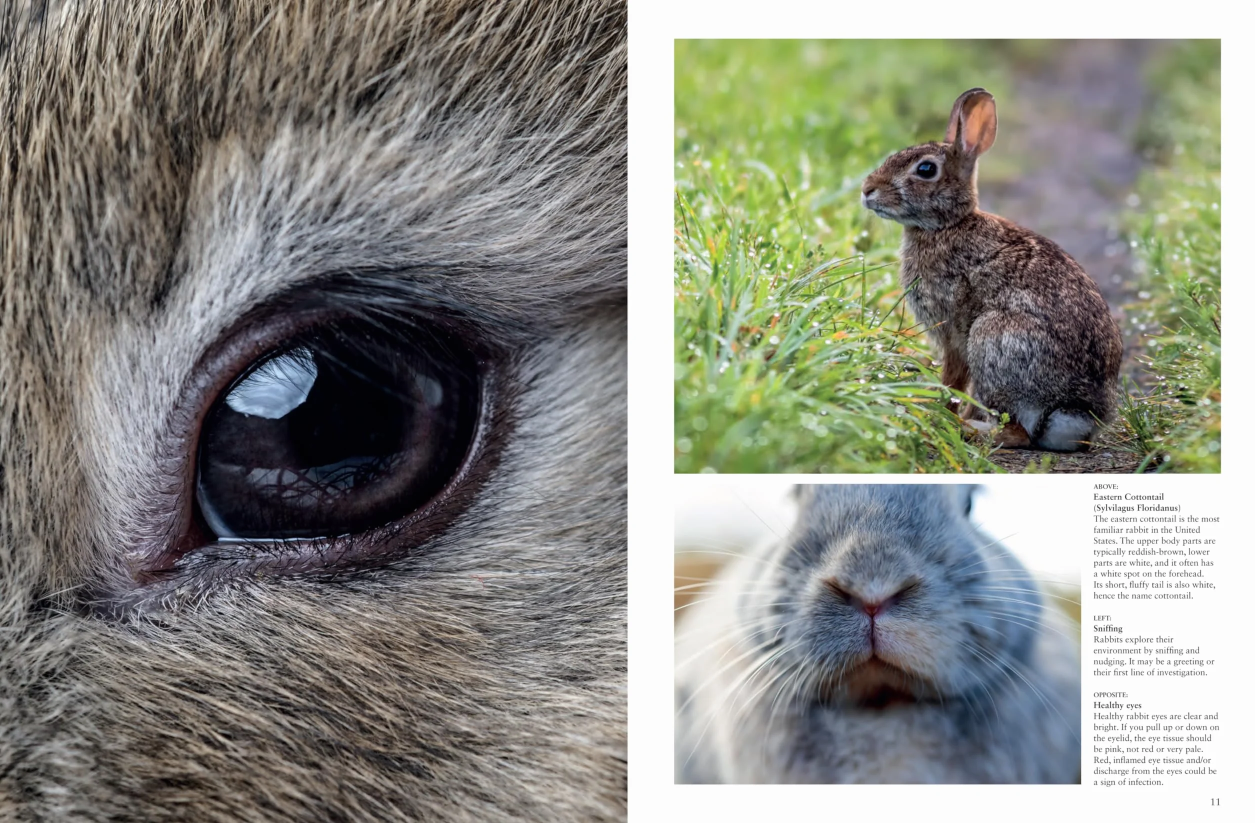 Rabbits: From Hares and Jackrabbits to Adorable Pets