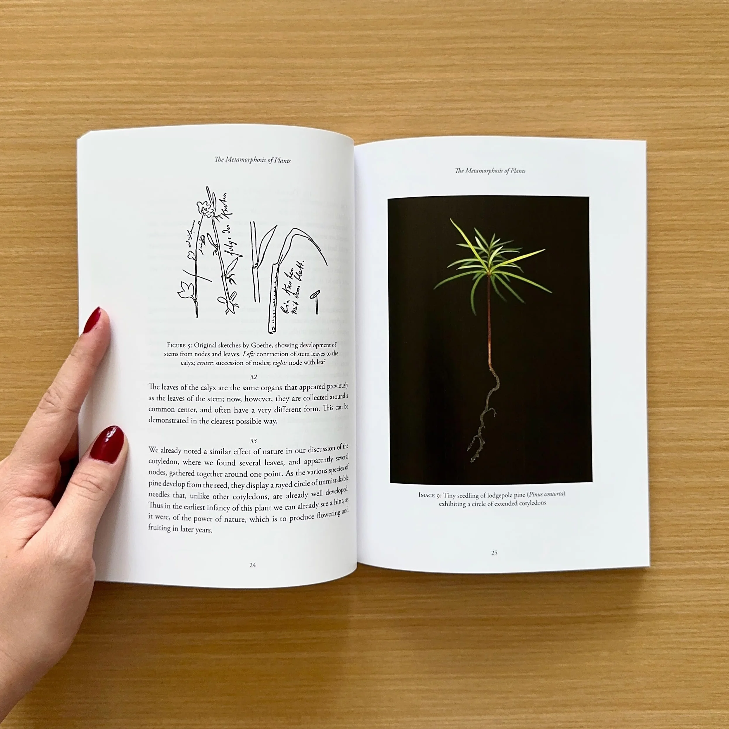 The Metamorphosis of Plants