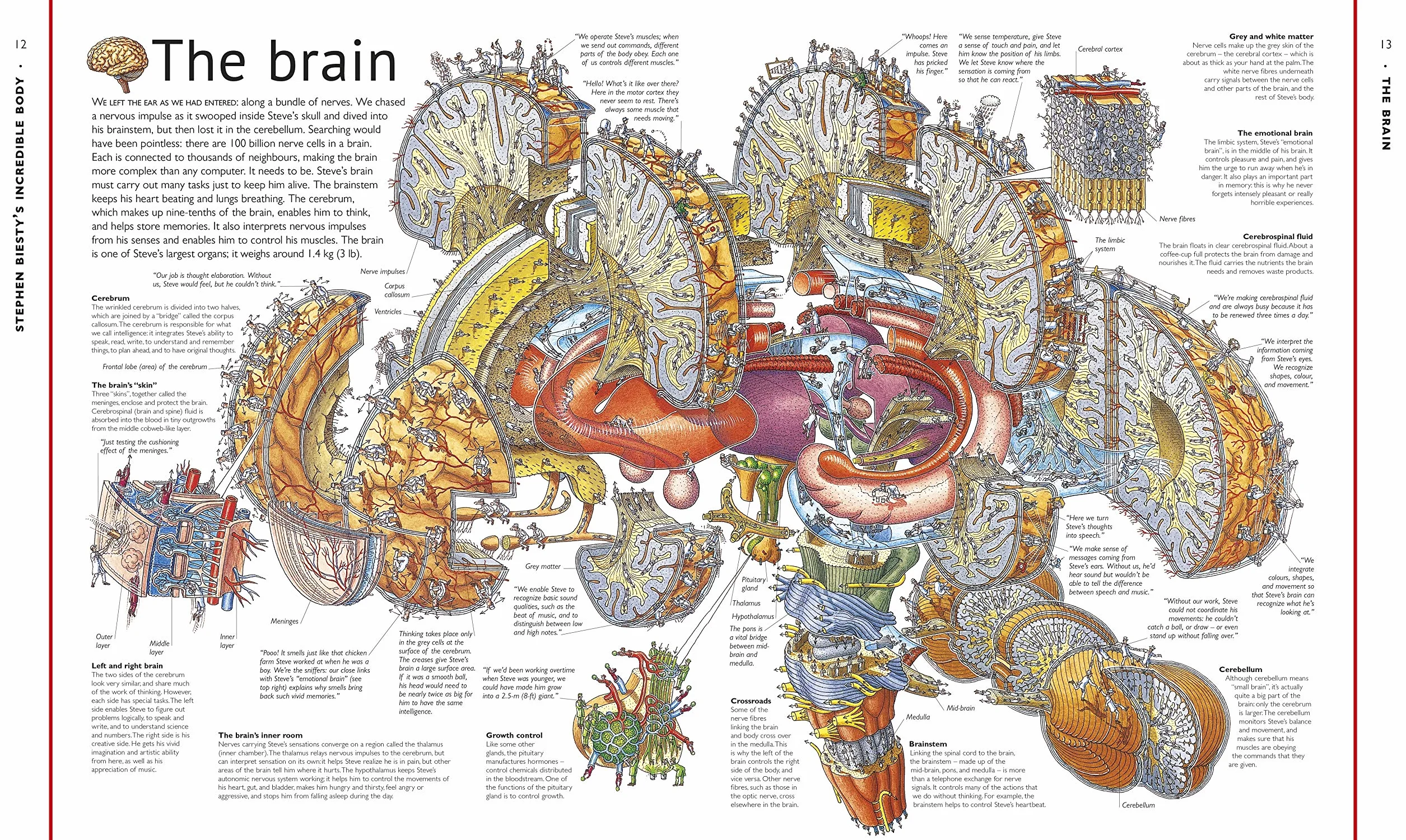 Stephen Biesty's Incredible Body Cross-Sections