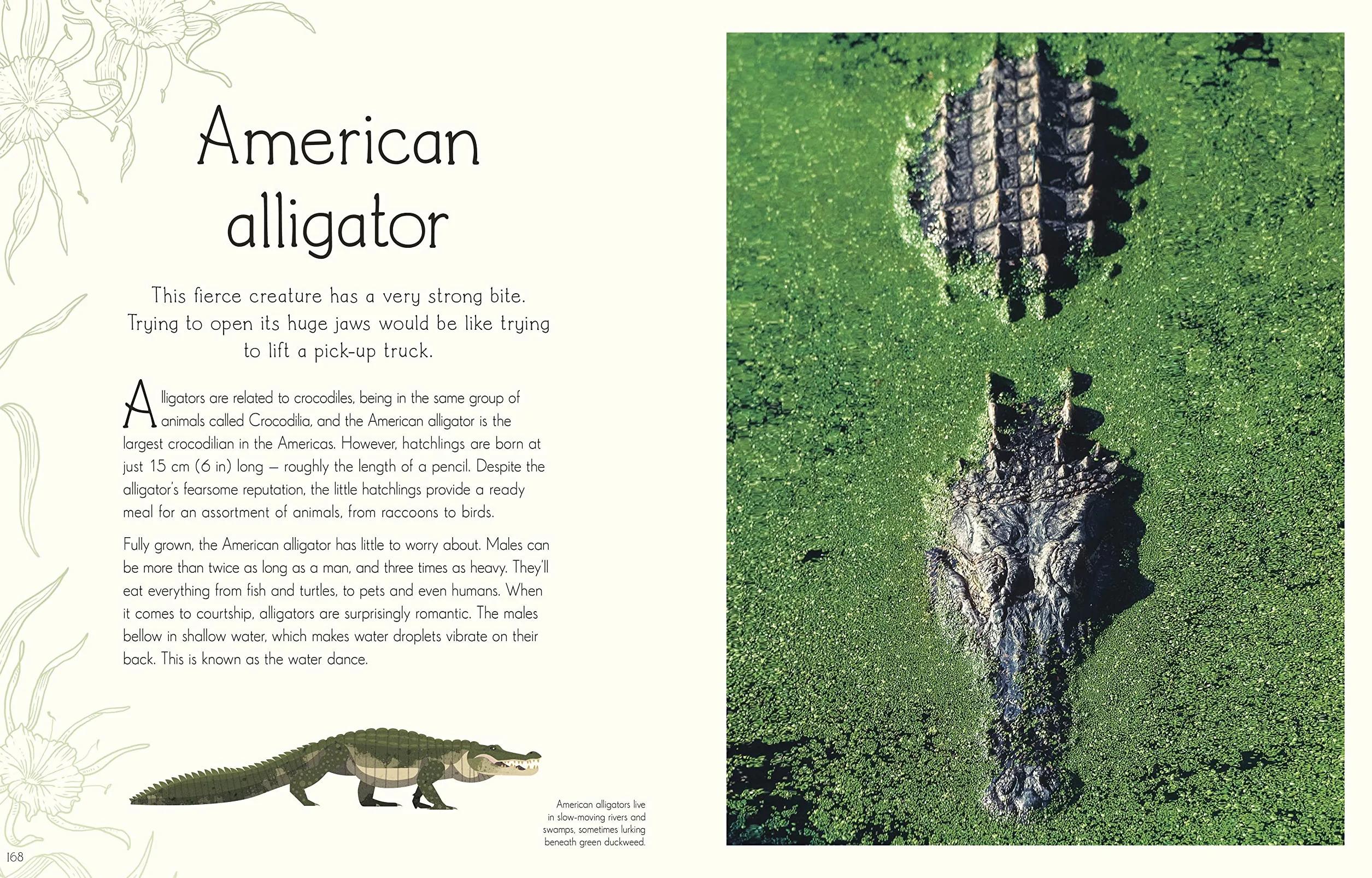 An Anthology of Aquatic Life: Discover the Secret Lives Under the Sea