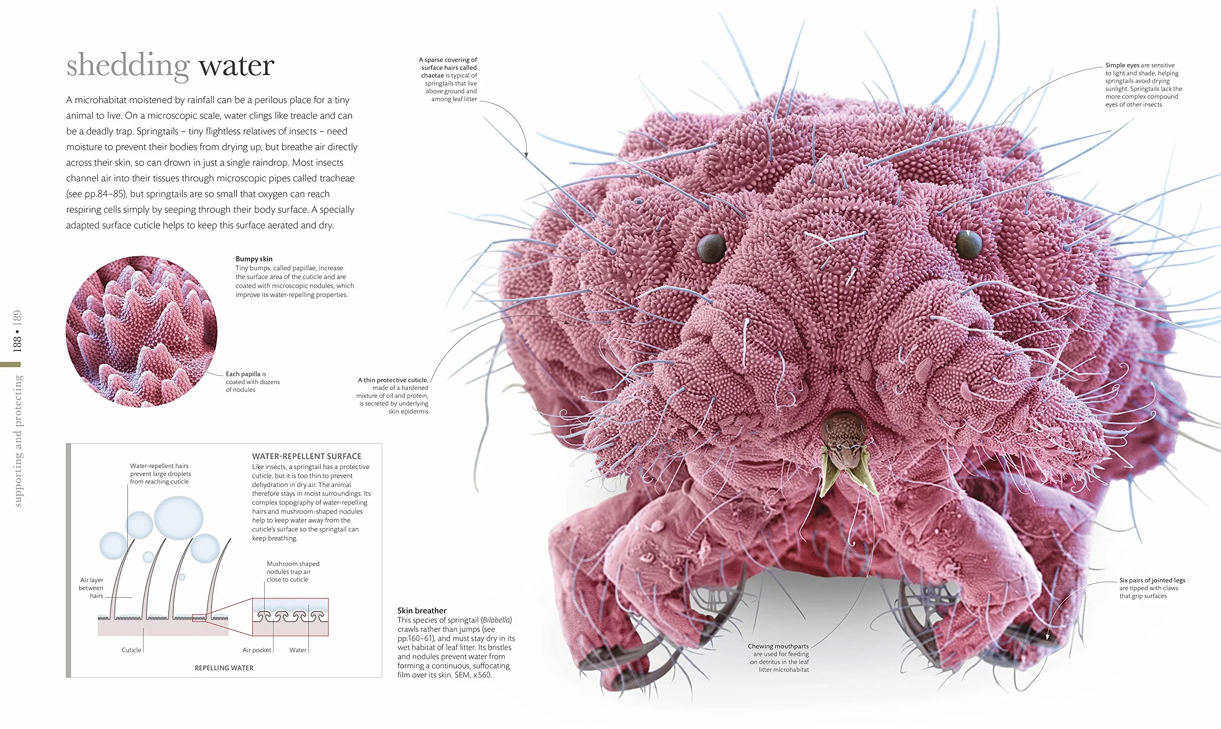 Micro Life: Miracles of the Miniature World Revealed