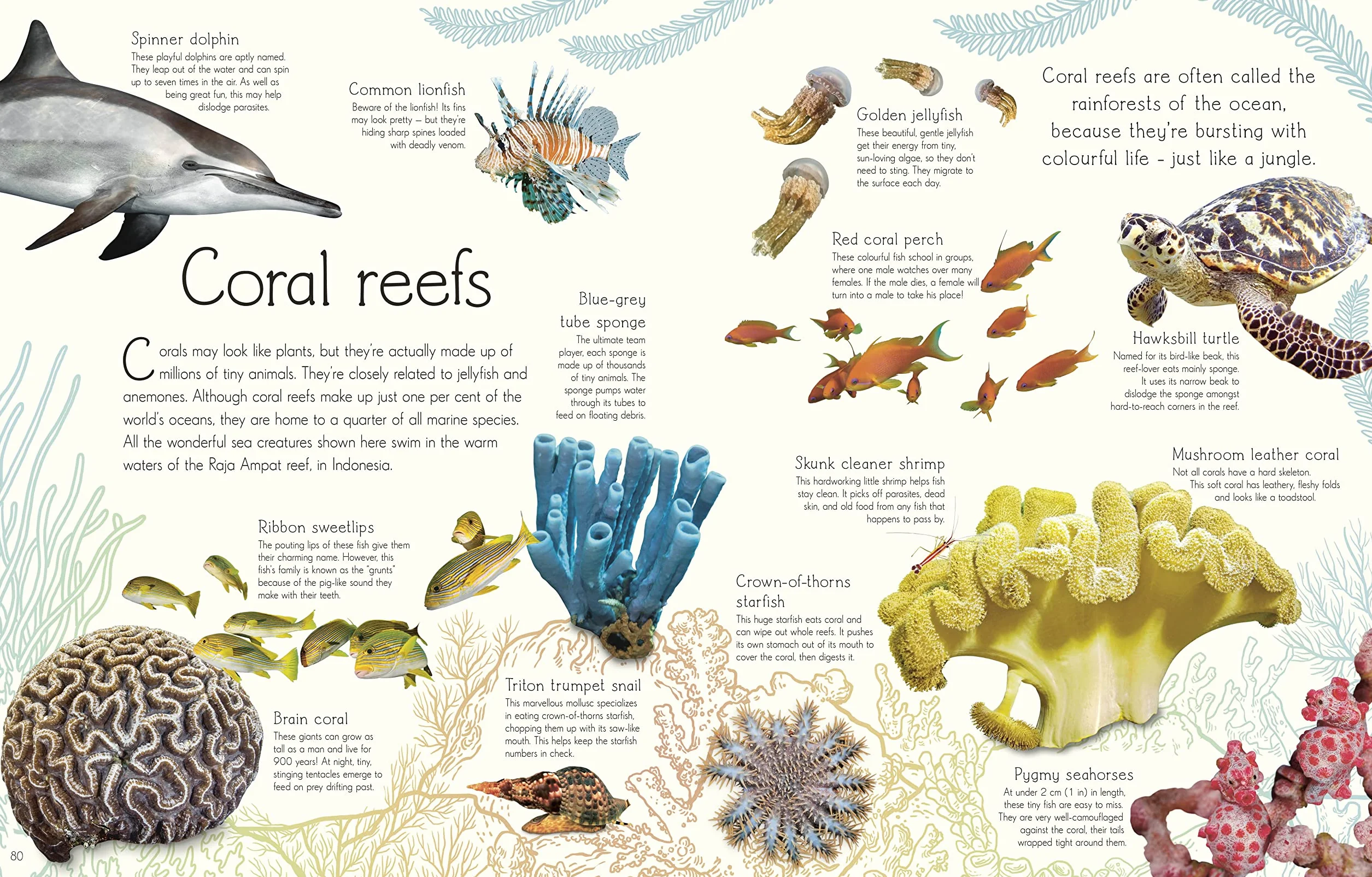 An Anthology of Aquatic Life: Discover the Secret Lives Under the Sea
