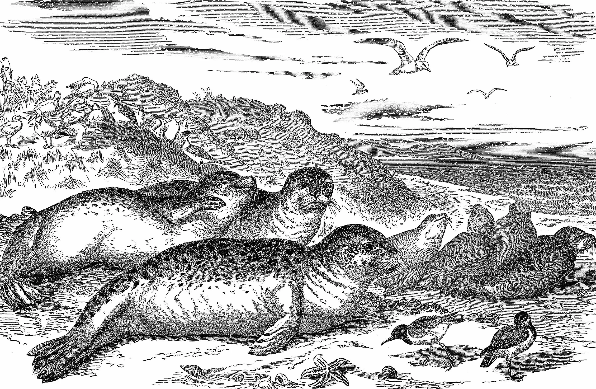 Animals:: 1419 Royalty-Free Illustrations of Mammals, Birds, Fish, Insects, Etc.