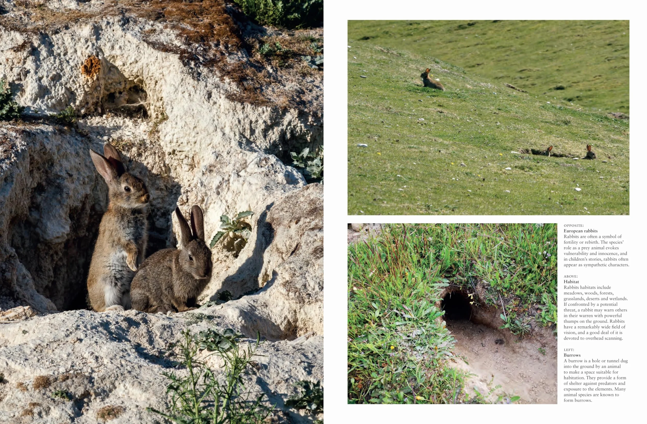 Rabbits: From Hares and Jackrabbits to Adorable Pets